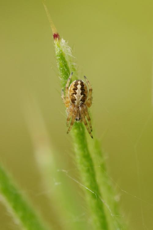 Aculepeira ceropegia.