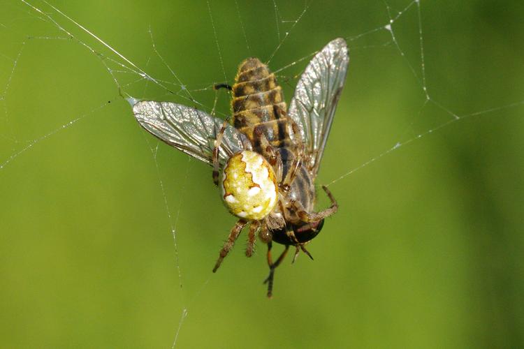 Araneus quadratus.