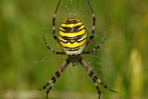 Argiope bruennichi