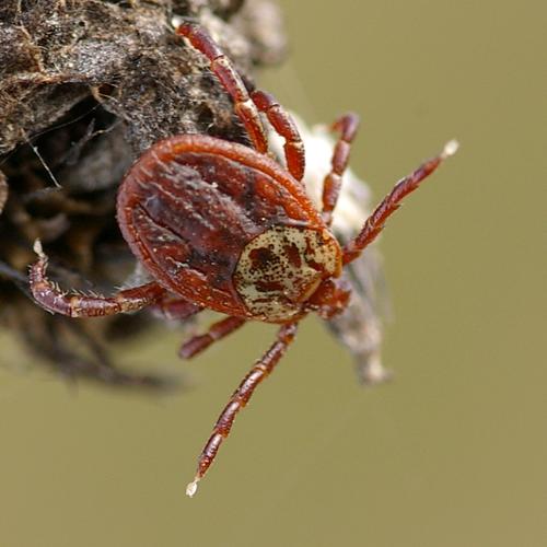 Dermacentor reticulatus.