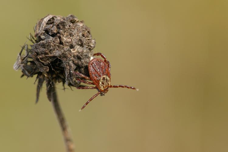 Dermacentor reticulatus.