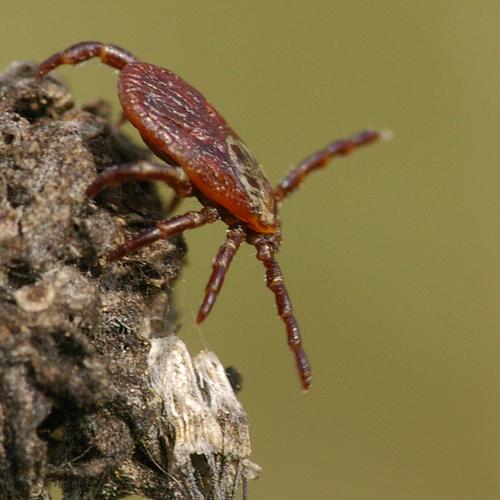 Dermacentor reticulatus.