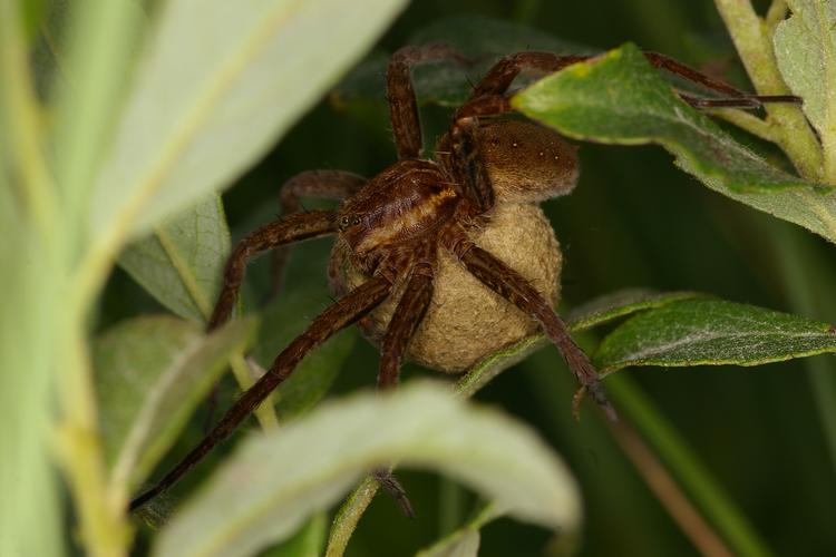 Dolomedes sp.