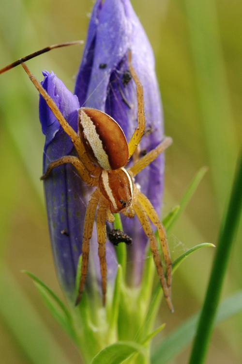 Dolomedes sp.