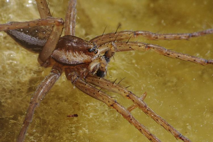 Dolomedes sp.