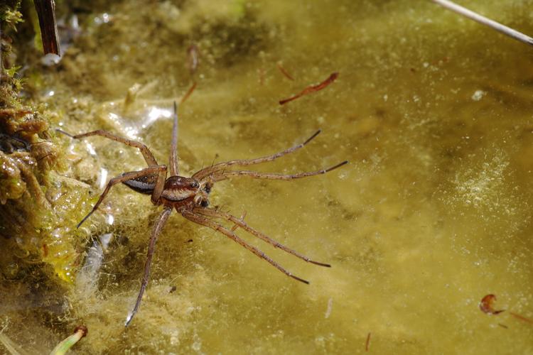 Dolomedes sp.