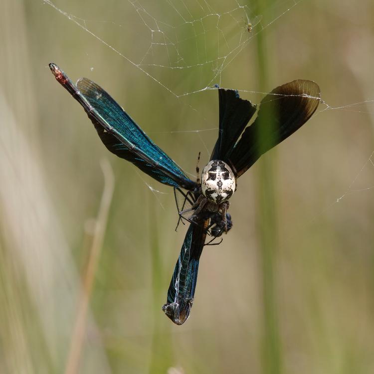 Larinioides cornutus.