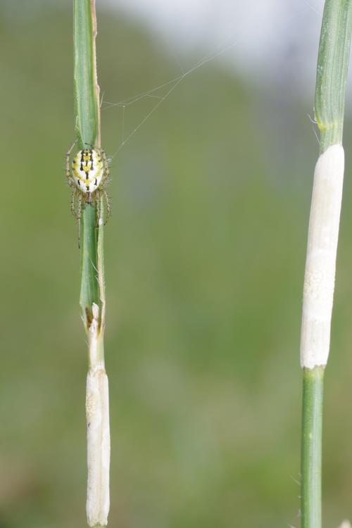 Mangora acalypha.