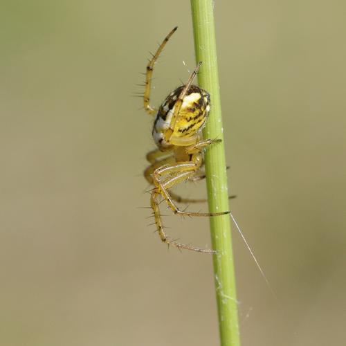 Mangora acalypha.