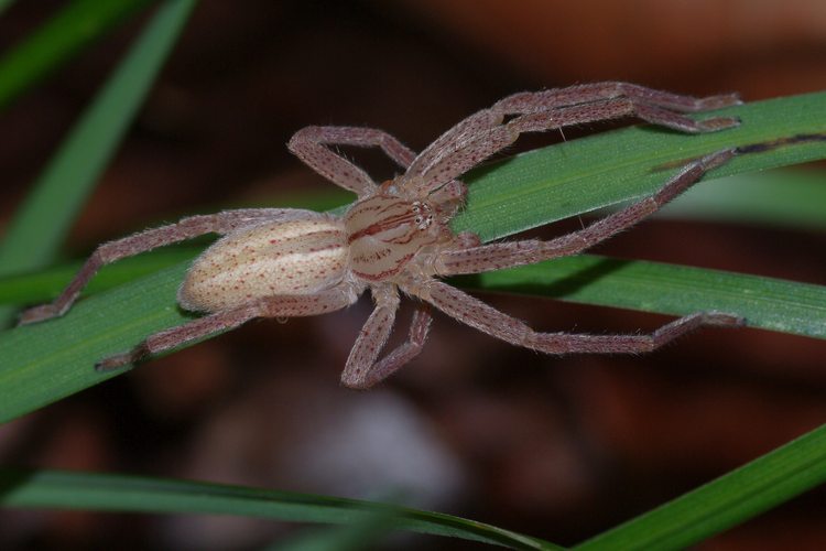 Micrommata virescens