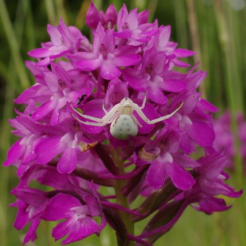 Misumena vatia.