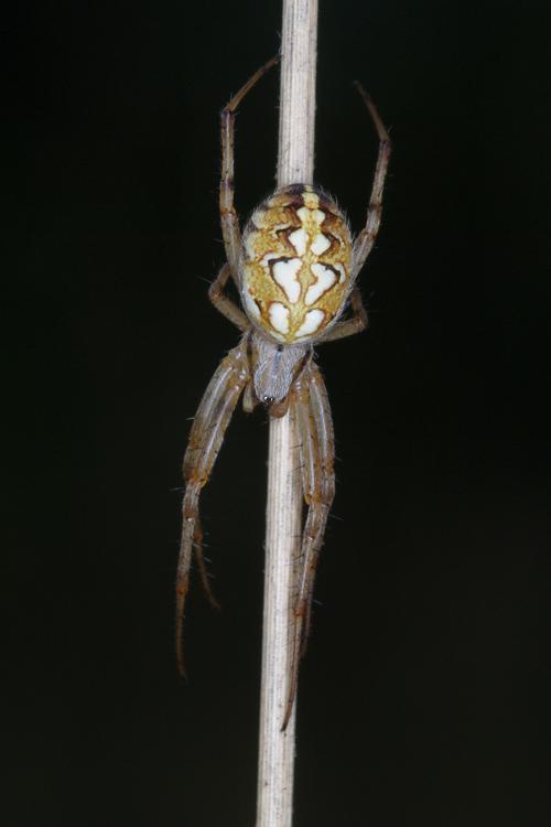 Neoscona adianta.