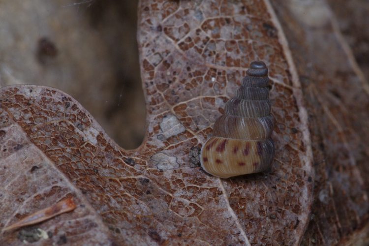 Cochlostoma septemspirale.