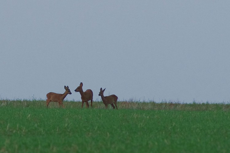 Capreolus capreolus.