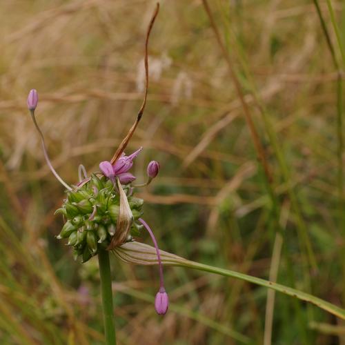 Allium carinatum.