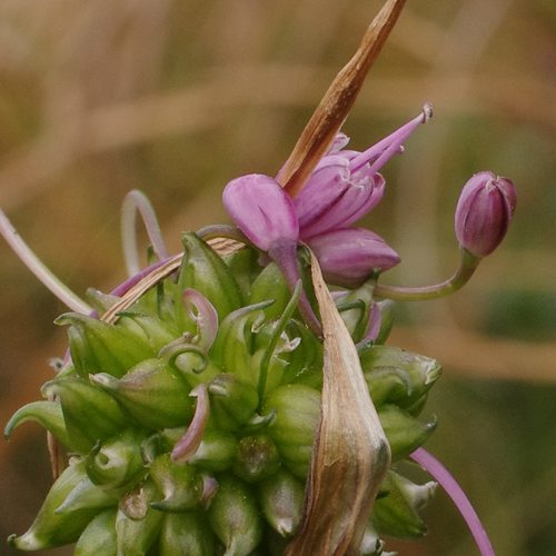 Allium carinatum.