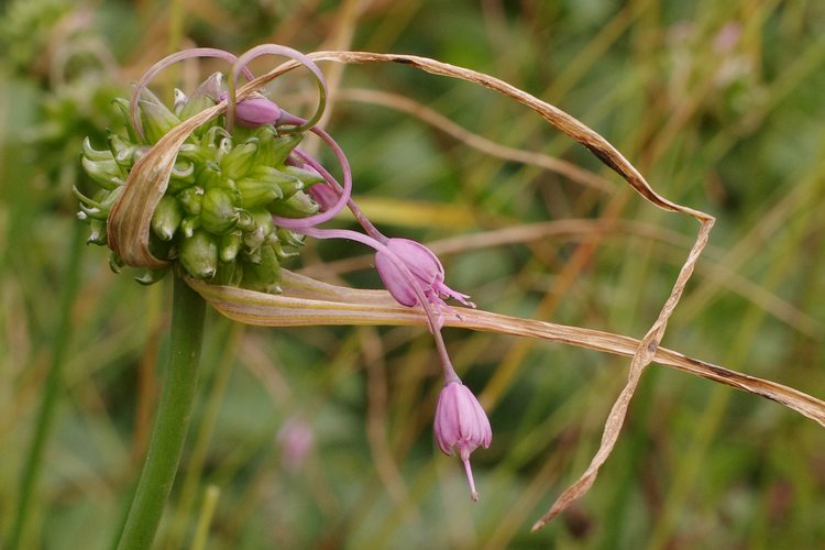 Allium carinatum.