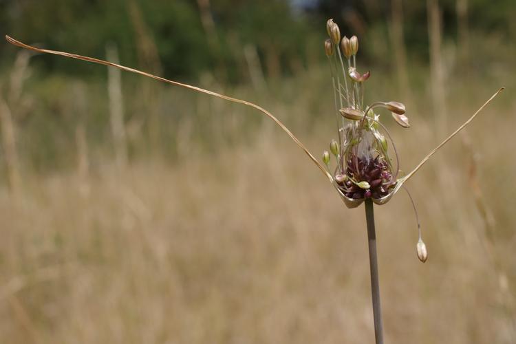 Allium oleraceum.