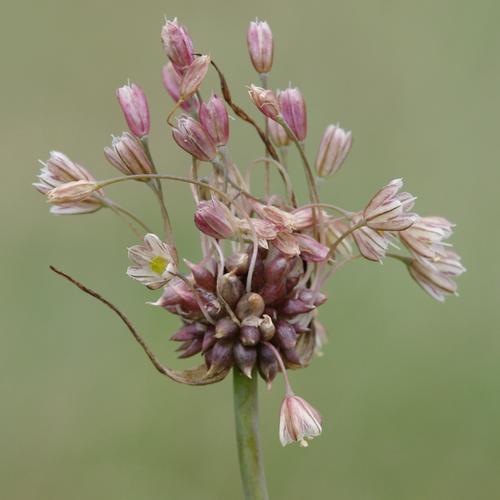 Allium oleraceum.