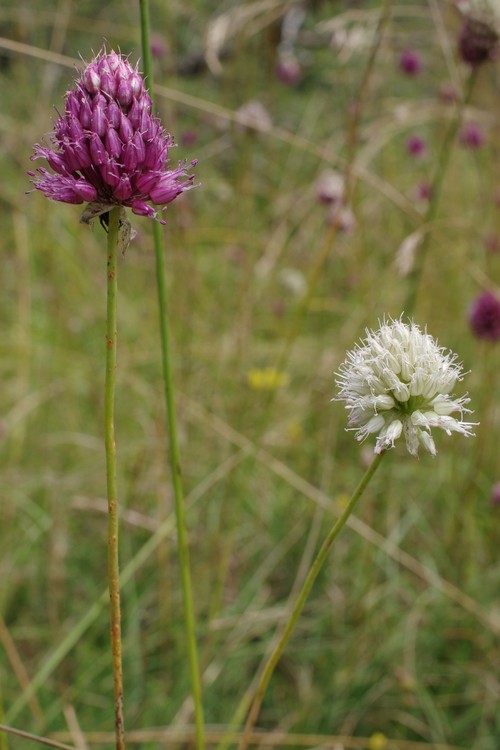 Allium sphaerocephalon.