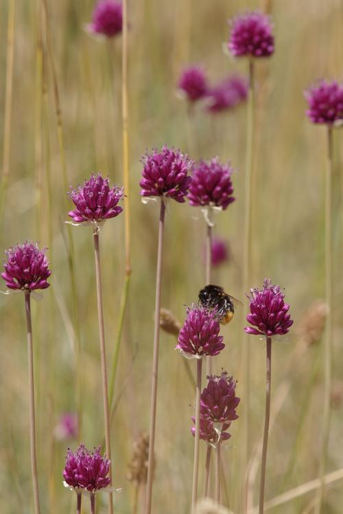 Allium sphaerocephalon.