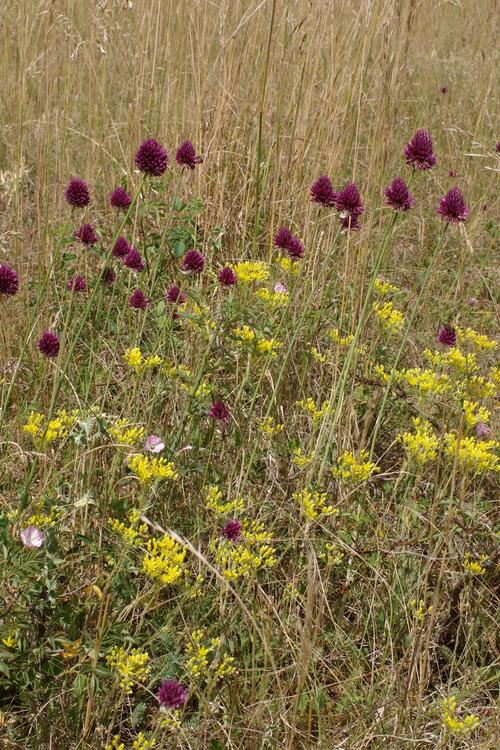 Allium sphaerocephalon.