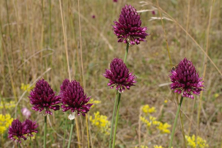 Allium sphaerocephalon.