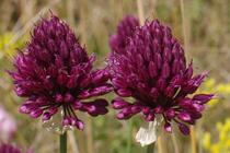 Allium sphaerocephalon.