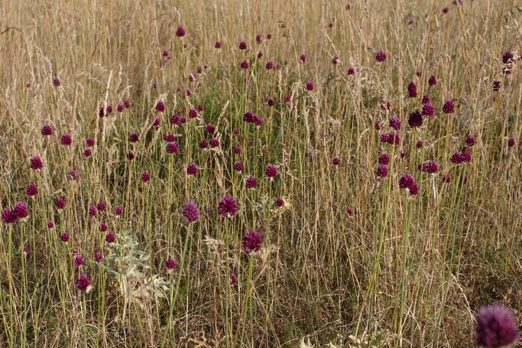 Allium sphaerocephalon.