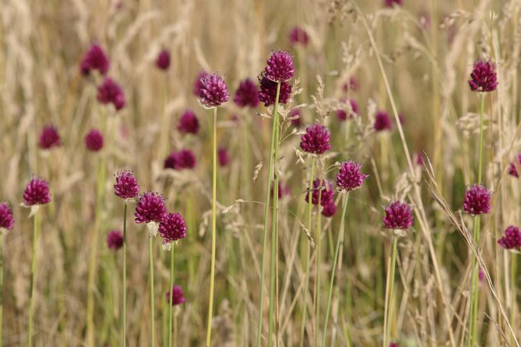 Allium sphaerocephalon.