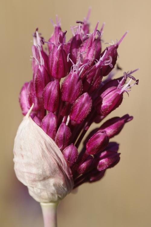 Allium sphaerocephalon.