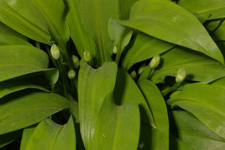 Allium ursinum.