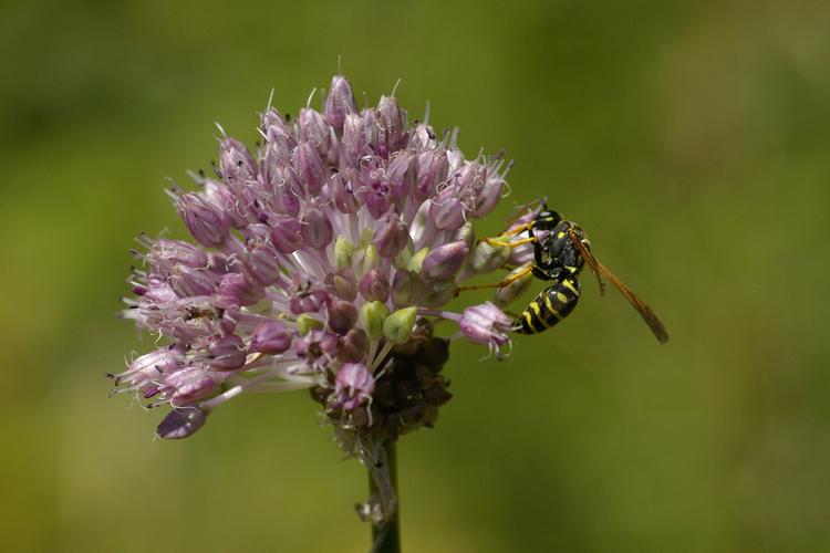 Allium vineale.