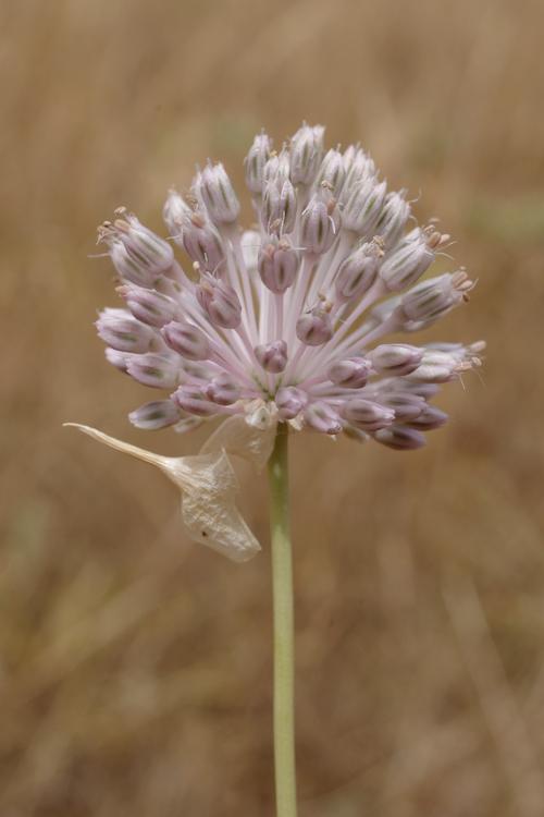 Allium vineale.