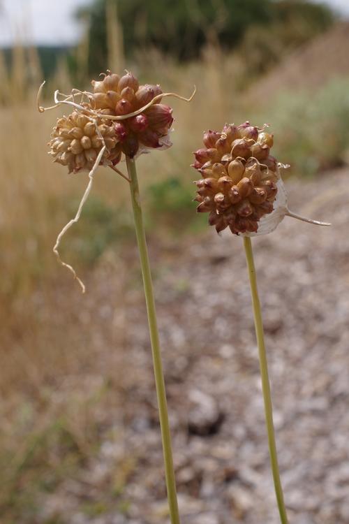 Allium vineale.