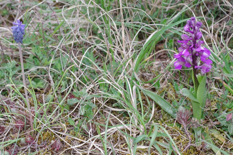 Anacamptis morio.