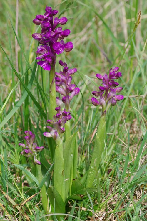 Anacamptis morio.