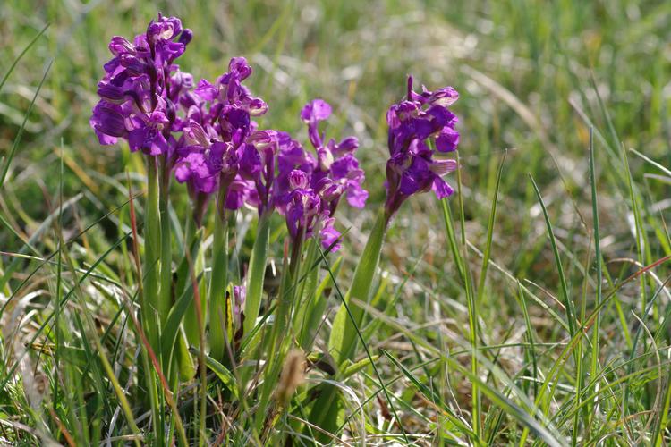 Anacamptis morio.