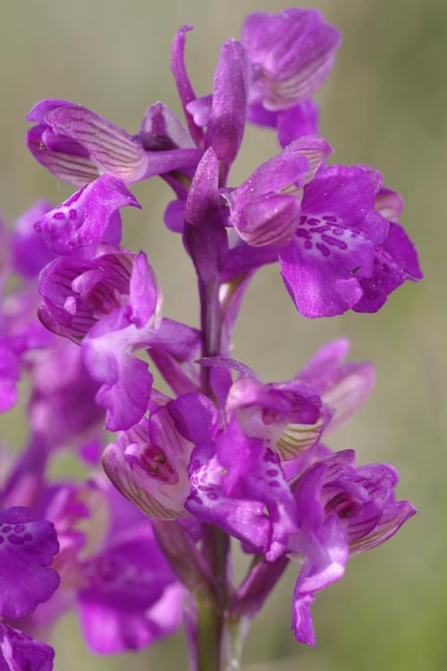 Anacamptis morio.