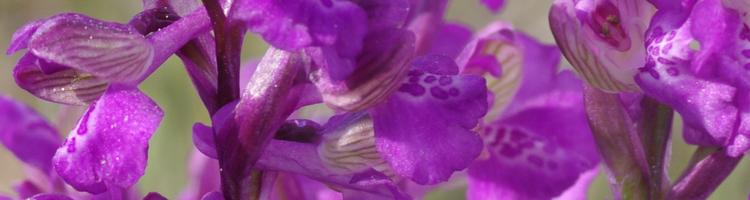 Anacamptis morio.