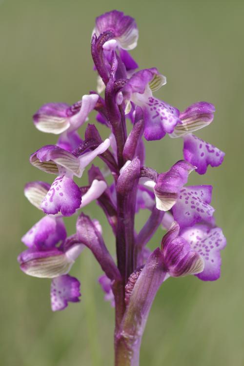 Anacamptis morio.