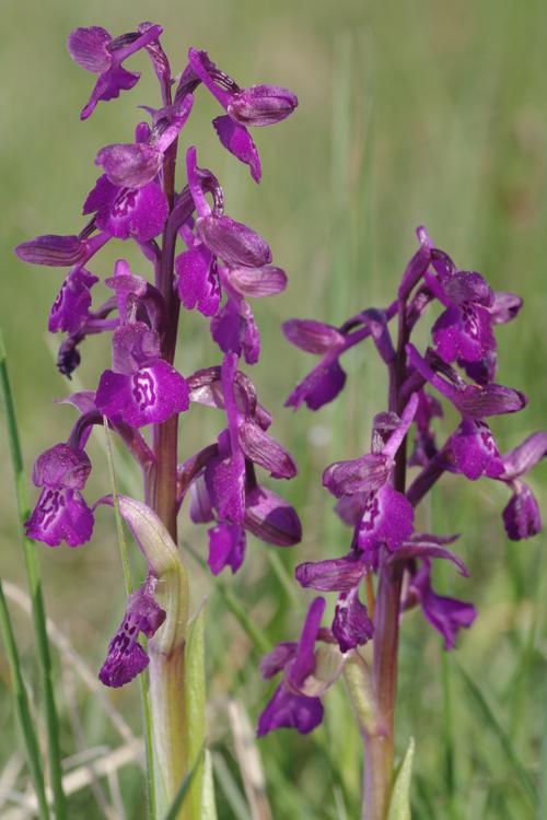 Anacamptis morio.