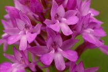 Anacamptis pyramidalis