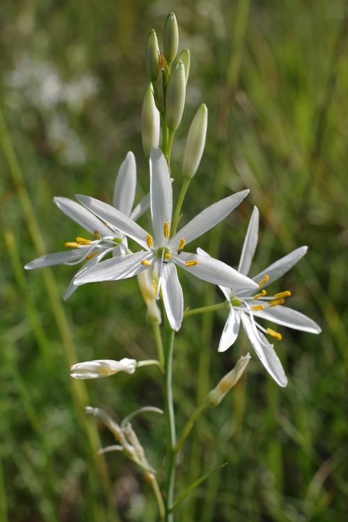 Anthericum liliago.