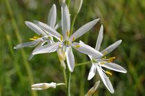 Anthericum liliago