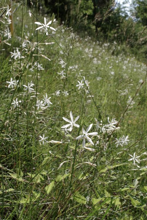 Anthericum liliago.