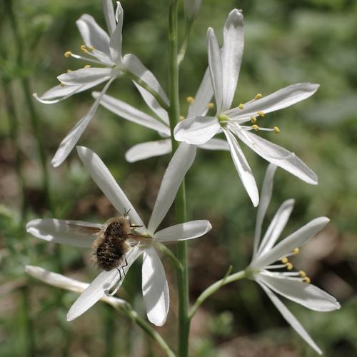 Anthericum liliago.