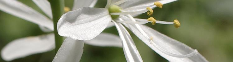 Anthericum liliago.