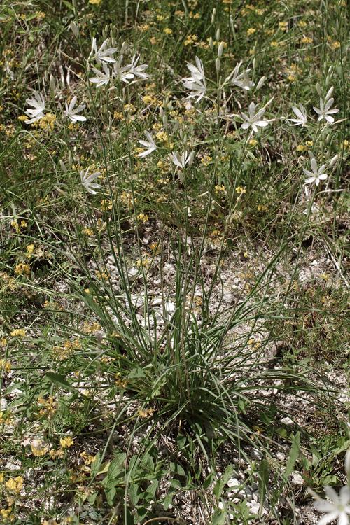 Anthericum liliago.