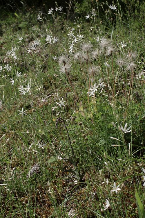 Anthericum liliago.